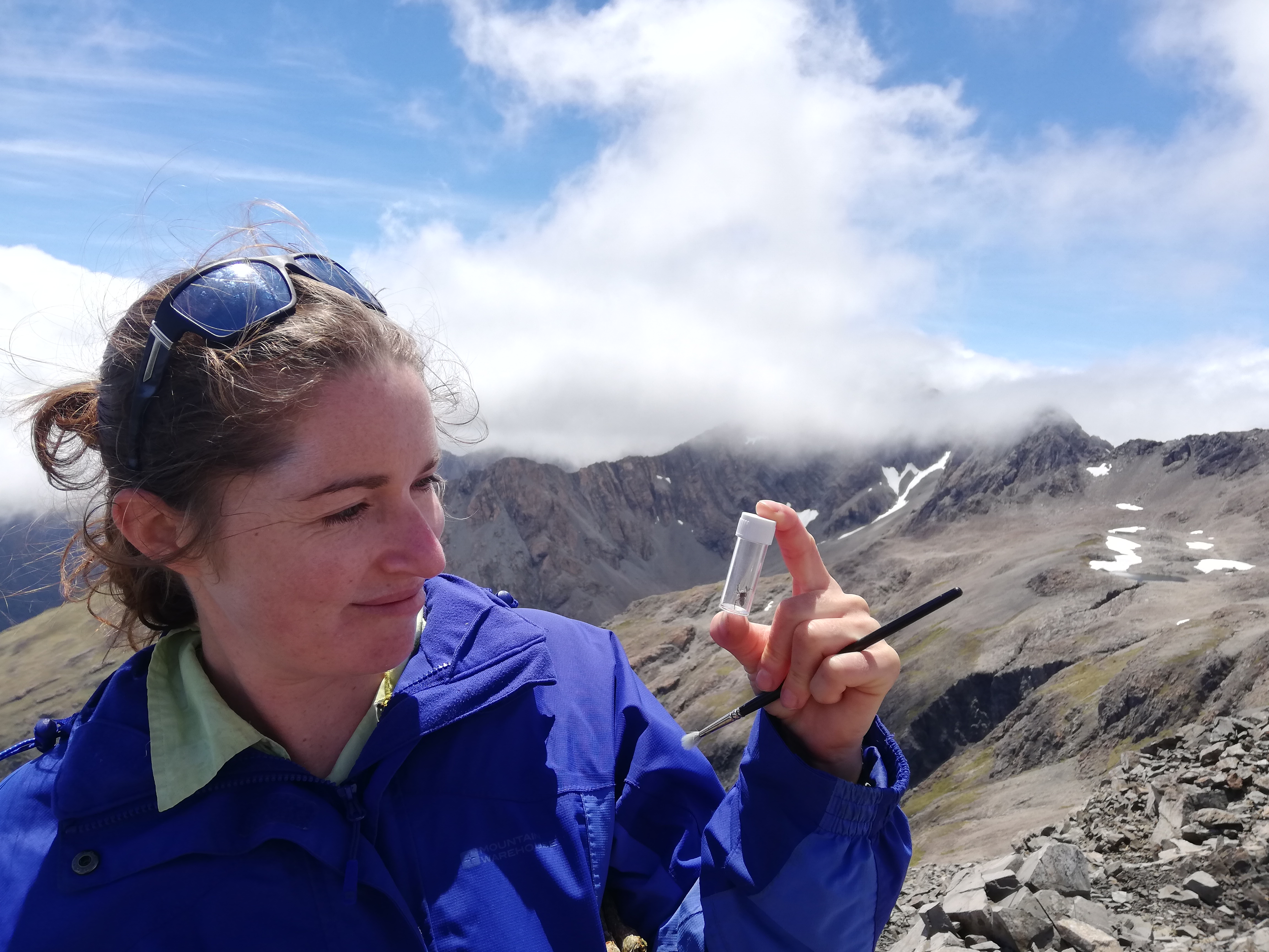 Whole New Genus of Adorable Jumping Spiders Discovered in New Zealand