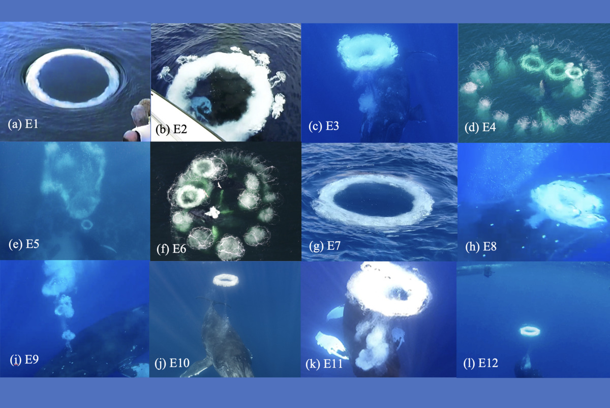 a four by three grid of photos, each one showing different variations of bubble rings in blue ocean water.