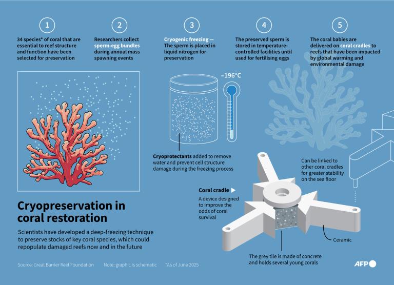 World Oceans Day: Scientists Use Frozen Coral to Save The Great Barrier Reef