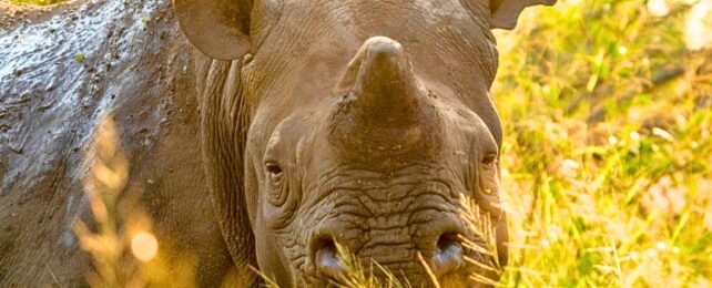 A rhino with half-grown horn