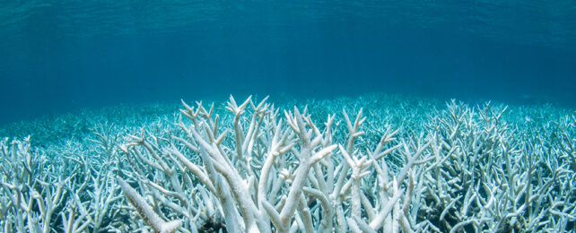 Bleached coral