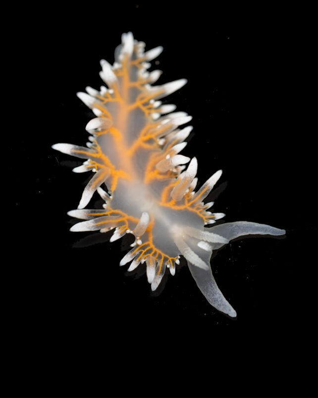 a semi-translucent sea slug on a black background. the sea slug has white-tipped finger-like appendages protruding from its body, and the appendages have orange branch-like structures at their base, visible through the slug's skin.