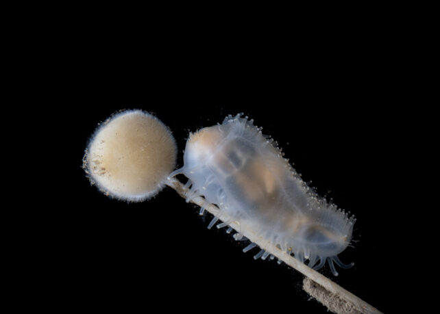 a chubby, semi-translucent sea cucumber with little protrusions along its body holds onto a white rod with a white spherical puff at its end. the background is black.