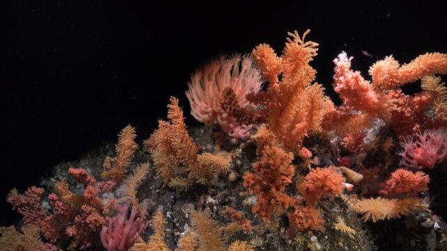 a range of soft corals of different textures and forms grow on a hump of dark rock in the darkness. a light from above illuminates the red, pink, and orange hues of the corals.