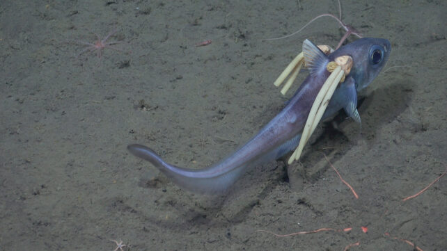 a silvery-purple fish on a sandy seafloor, with what look like pale yellow streamers protruding from its gills.