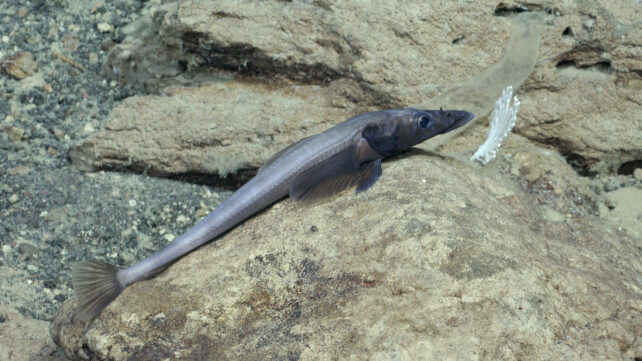a long, greyish fish with a long nose is resting on a limestone boulder.