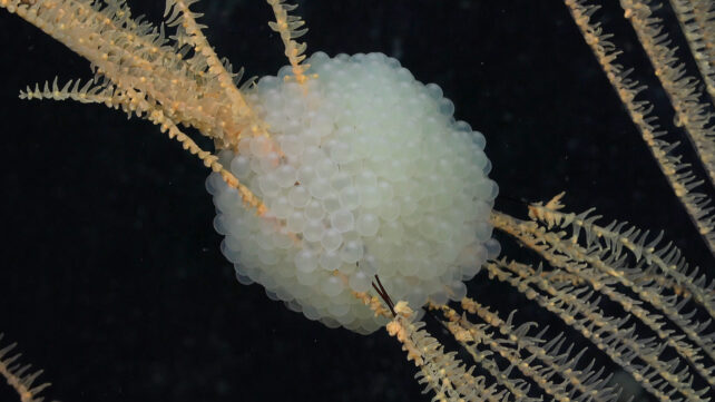 a roundish cluster of semi-translucent white fish eggs, through which pass long, straight protrusions of black coral, which are lined with short yellow tentacles.