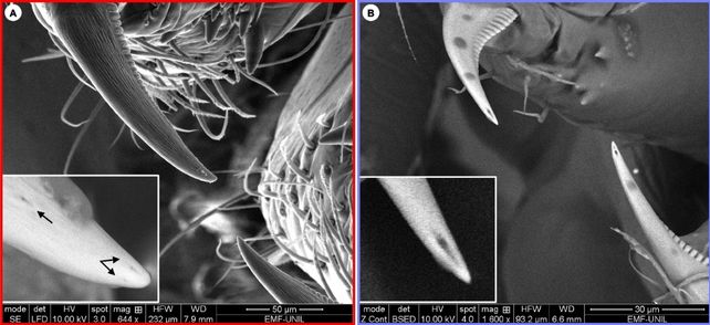 Greyscale microscope image of two types of spider fangs