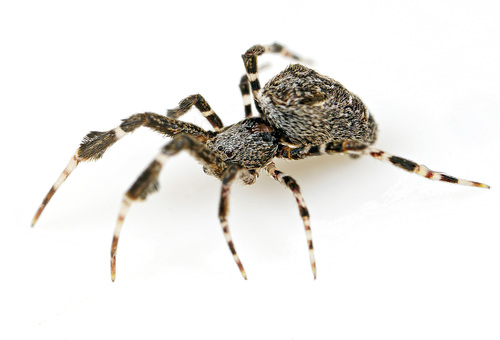 Spider Thought Non-Venomous Kills by Wrapping Prey With Toxin Laced Silk