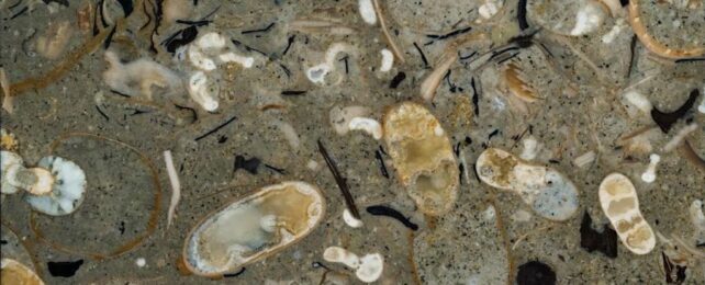 100-Million-Year-Old Rock Reveals 40 Never-Before-Seen Squid Species