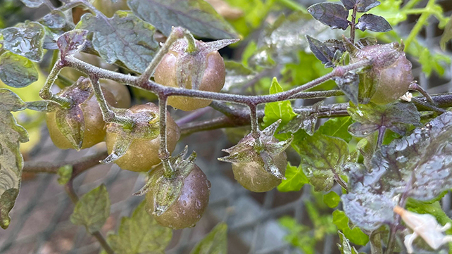 De-evolved tomatoes