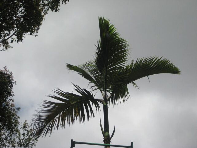 A single palm tree