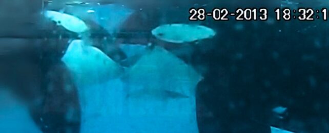 An orca nibbling at another's tognue