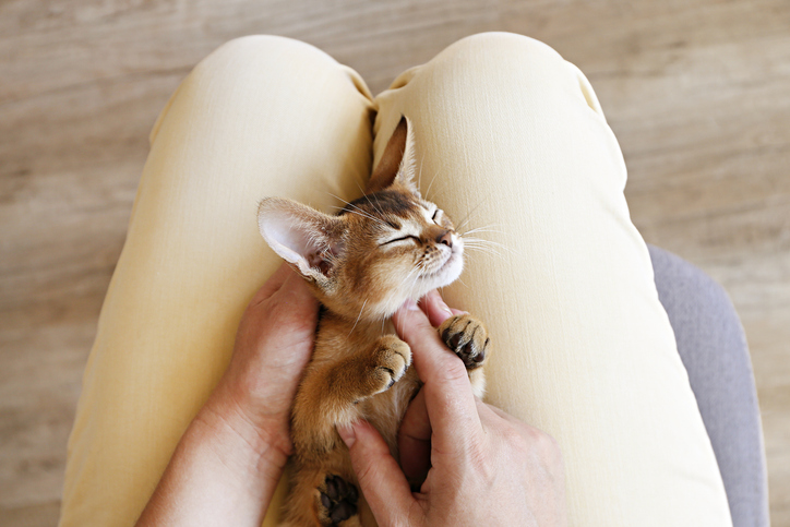 Abyssinian kitten closing its eyes in contentment as its petted by its owner.