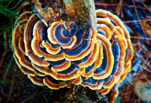 Looking down on many layers of fungi growth