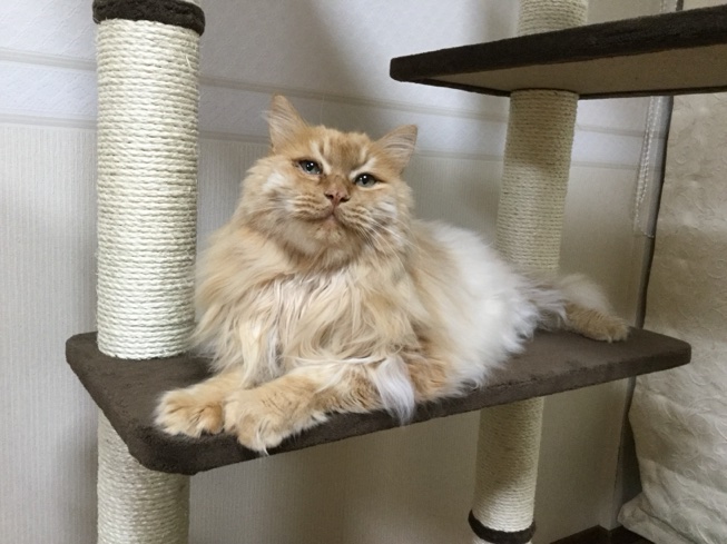 Chat à la crème aux cheveux longs assis sur le poteau de grattage