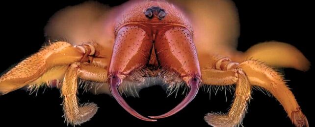 Close up of woodlice spider with clear fangs