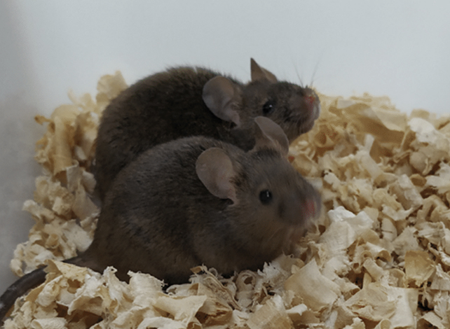 Male mice