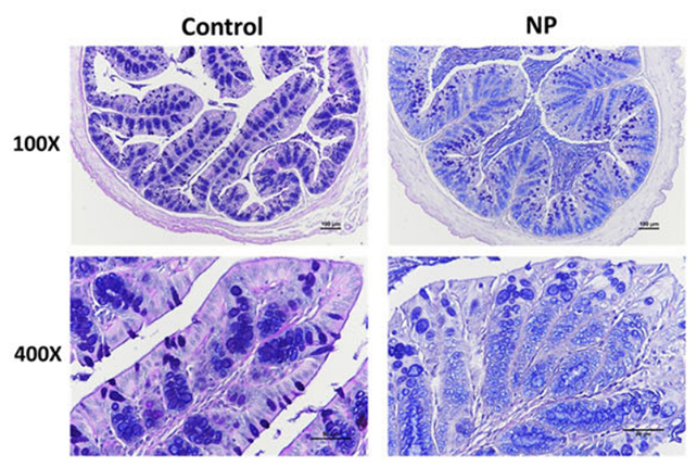 Tissue samples comparing control with nanoplastic exposure