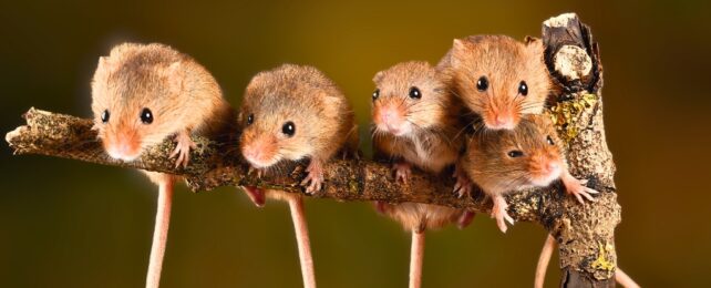 Mice on a branch