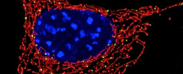 Your Cell's Powerhouses Are Secretly Helping Fight Bacteria, Study Finds