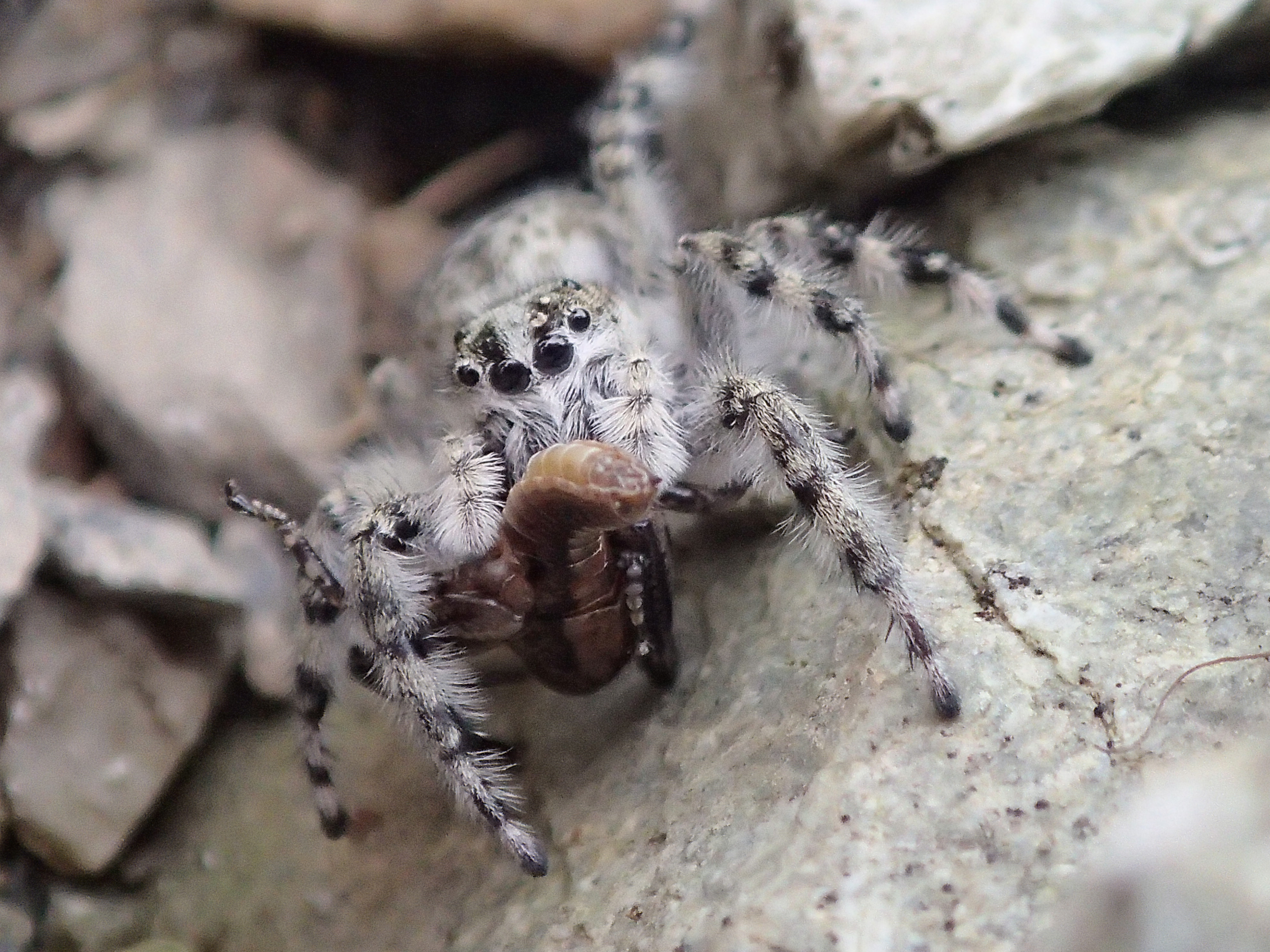 a fuzzy grey spider jumping spider with mottled black markings and four round black eyes is holding a brown larva, probably prey, while standing on a grey and black-flecked rock.