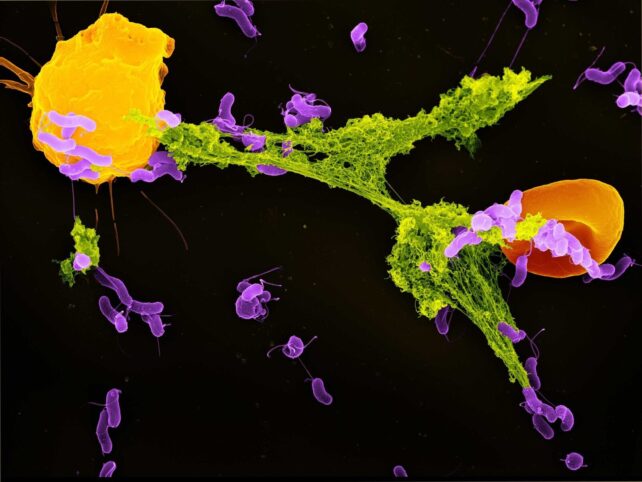 Bright mitochondria on black background