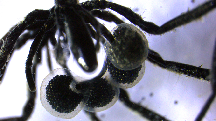 Close up do abdômen de uma aranha do mar negro que prendeu sacos de ovos gelatinosos cheios de ovos pretos minúsculos e brilhantes