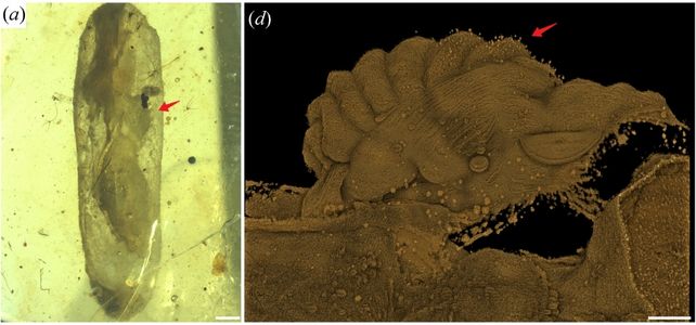 two pictures side by side, one of the ant larvae in amber, one of a scanning electron microscope picture of part of the ant's body that has little sphere shaped things on stalks sticking out