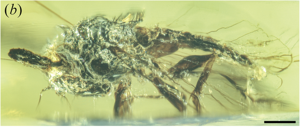 photo of a fly in amber with a dark baton-shaped structure protruding from its head