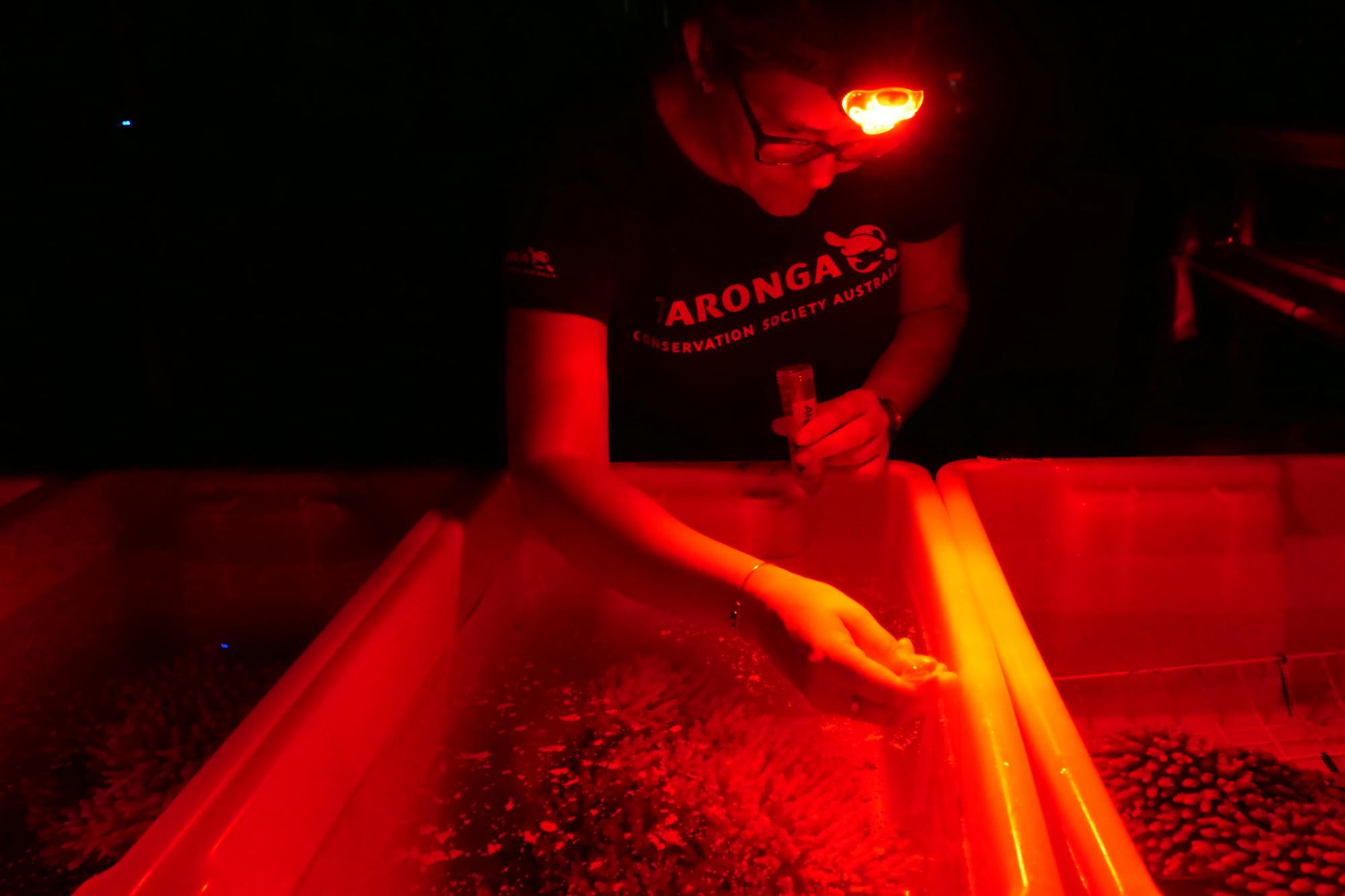 World Oceans Day: Scientists Use Frozen Coral to Save The Great Barrier Reef