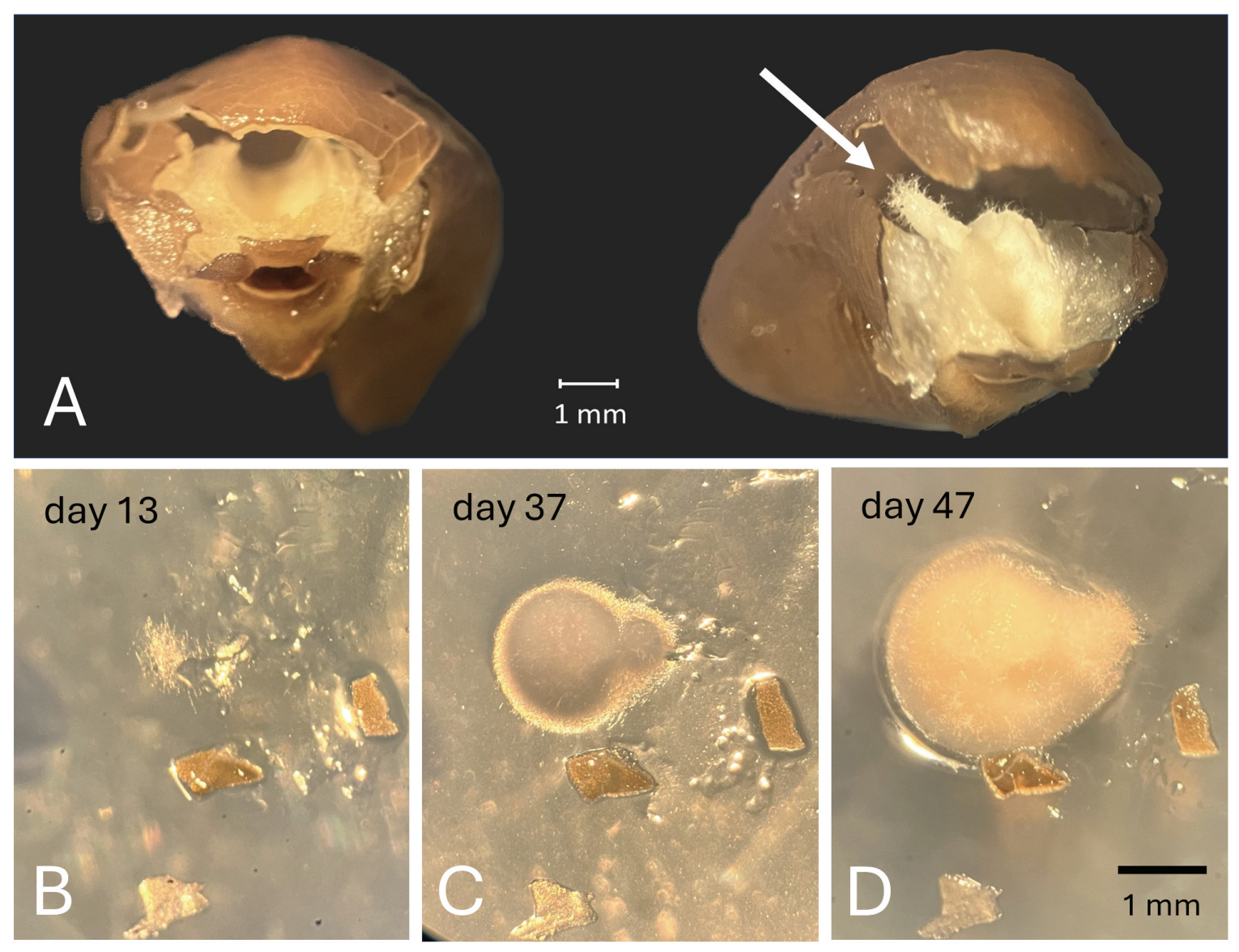 series of photos showing the white fuzzy mycelium growing on a brown seed coat, then growing on a clear gel medium.