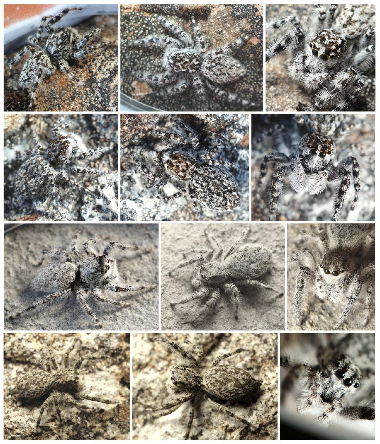 various macro photos of fuzzy jumping spiders that each match the colour and texture of the granite rock they are standing on. 