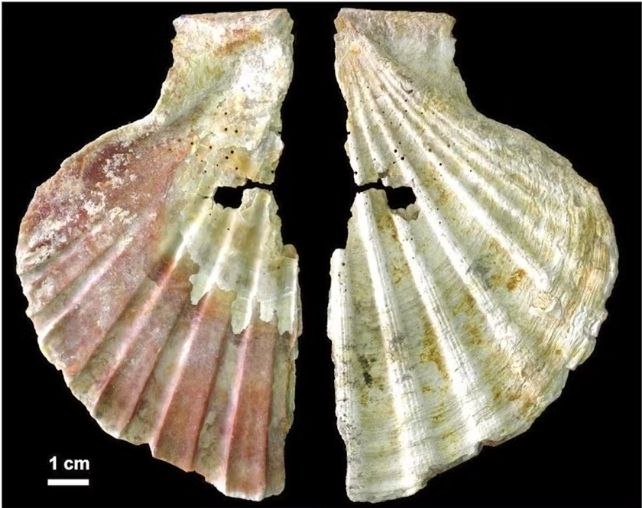 Broken flat scallop shell 