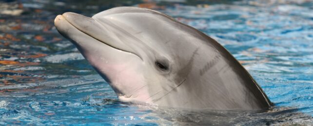 Dolphin looking smug
