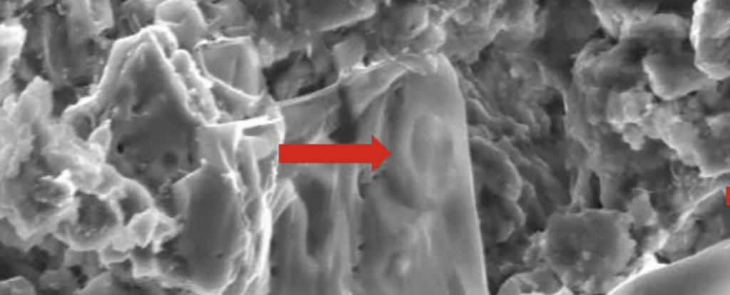 Ancient Dinosaur Fossils May Hold Key Insights Into Cancer Research