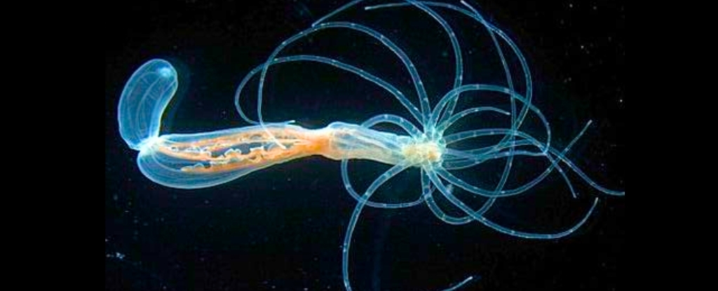 Ancient Blueprint For Human Bodies Discovered in Sea Anemones - ScienceAlert