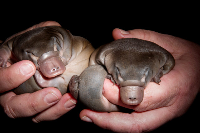 Two baby platypus in human hands