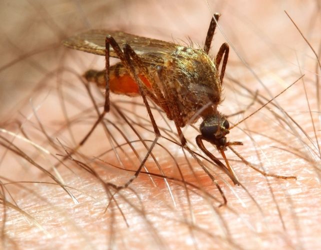 feeding mosquito