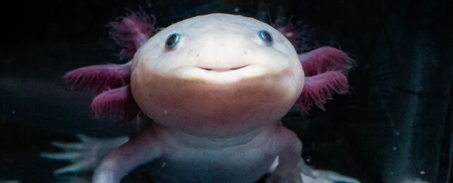 close up of a pink axolotl's face, in a black tank