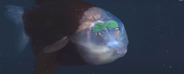 This Fish Has a Weird See-Through Head With Its Eyes On The Inside. Here's Why.