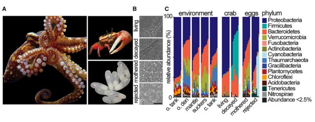 a collage showing from left to right: a photo of an octopus; a photo of a crab; a photo of octopus eggs; a column of scanning electron micrographs of surface-adhered bacteria from living/decayed crabs and mothered/rejected eggs; a graph showing the makeup of bacterial isolates in the environment, crab, eggs and a list of the bacterial phyla