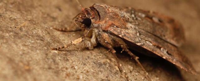 Tiny Moth Seen Navigating by The Stars in Scientific First