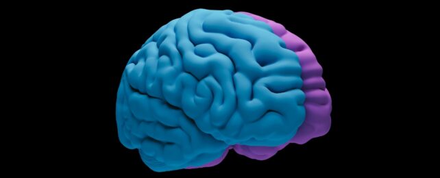 brain on black