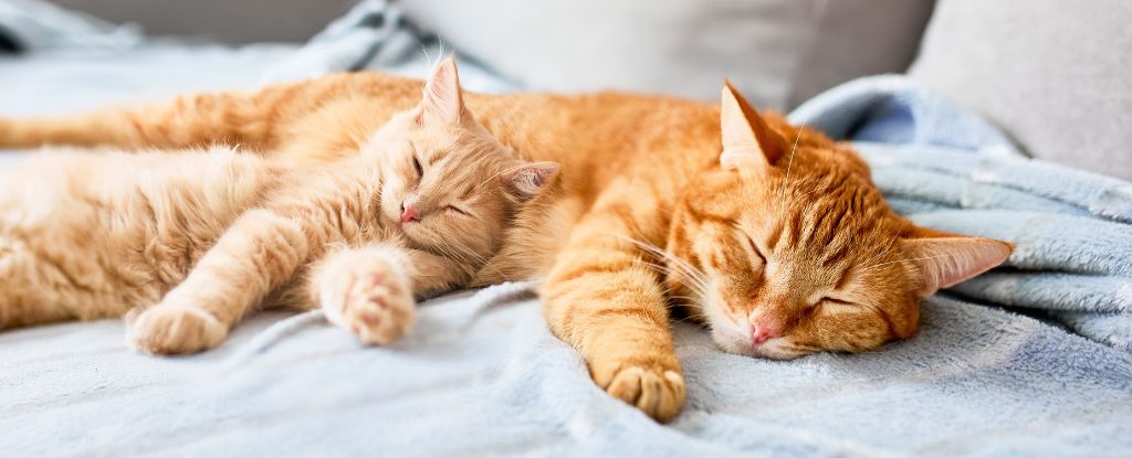Scientists Find Most Cats Sleep on Their Left Side – This Could Be Why