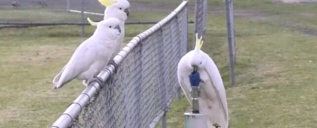 one cockatoo with its beak to a park drinking fountain, while two others watch from a nearby chain link fence.