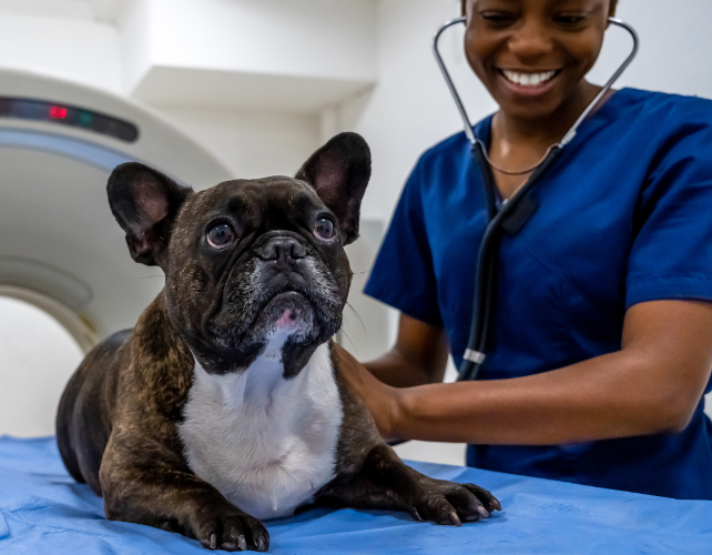 dog in an mri