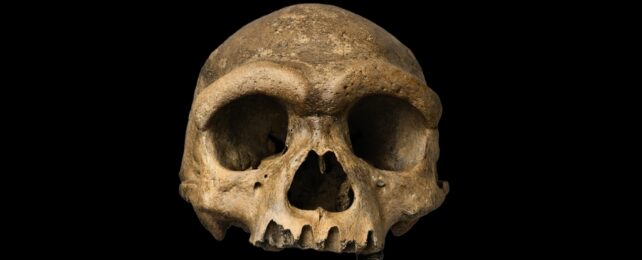 front view of ancient human skull. compared to modern humans, the skull has larger brow bones and a longer occipital case.