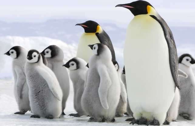 Emporer Penguin chicks