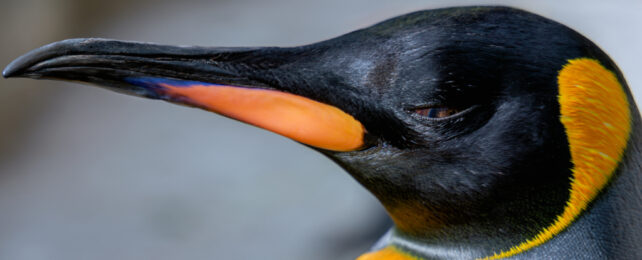 Emporer Penguin head